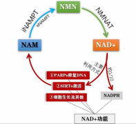 服用NMN会导致癌症复发吗？研究发现NMN增强抗癌免疫细胞的功效
